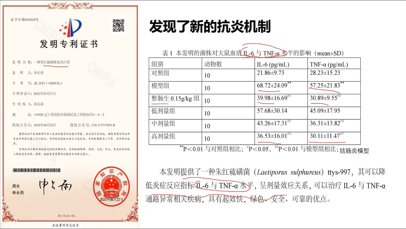 朱红硫磺菌专利及说明书